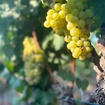 Vineyard - Over 14 Years Old Only Bed and Breakfast 4*