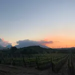 Bed and Breakfast Vineyard - Over 14 Years Old Only