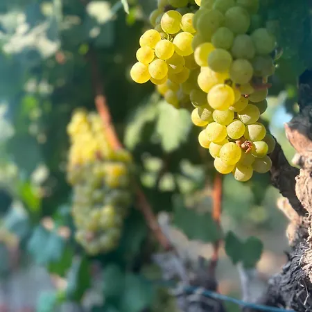 Vineyard - Over 14 Years Old Only לינה וארוחת בוקר 4*