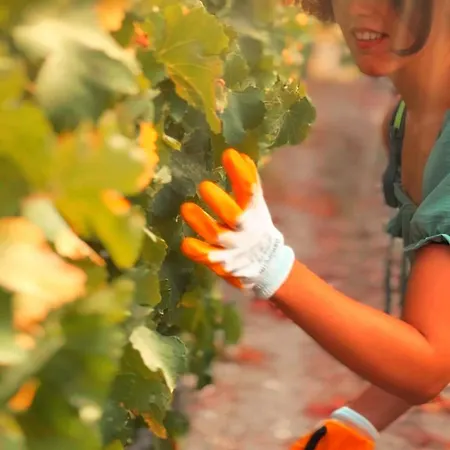 Vineyard - Over 14 Years Old Only Nocleg ze śniadaniem Datça