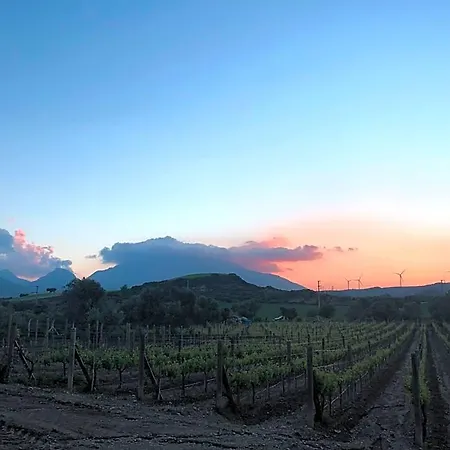 Vineyard - Over 14 Years Old Only 4*