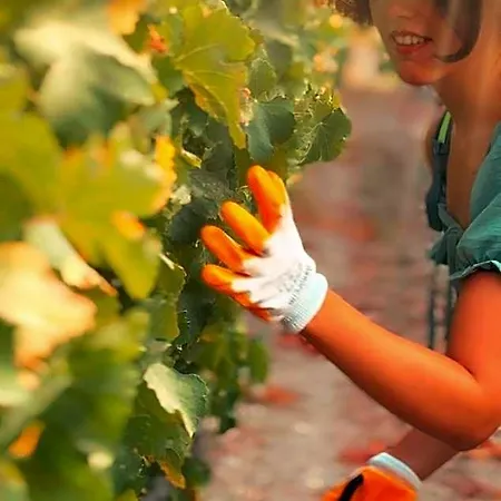 Vineyard - Over 14 Years Old Only Bed & Breakfast 4*