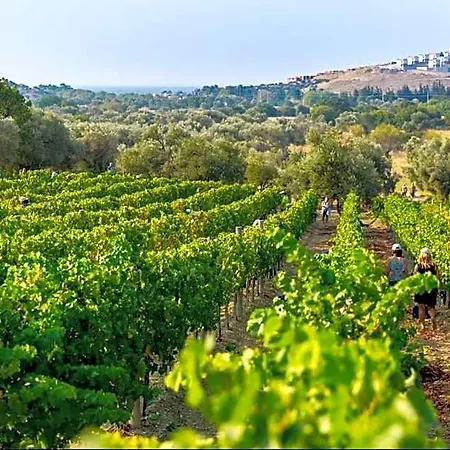 Vineyard - Over 14 Years Old Only