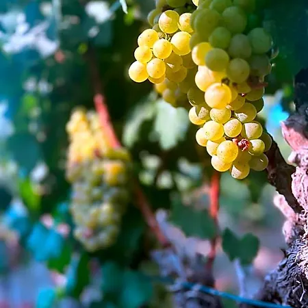 Vineyard - Over 14 Years Old Only