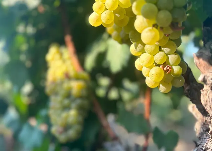 Vineyard - Over 14 Years Old Only Frühstückspension 4*