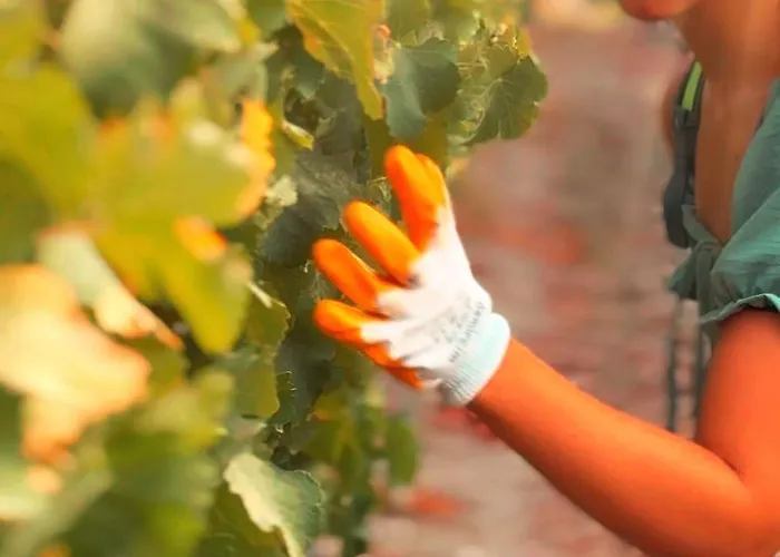 Vineyard - Over 14 Years Old Only فندق مبيت وإفطار داتْشا