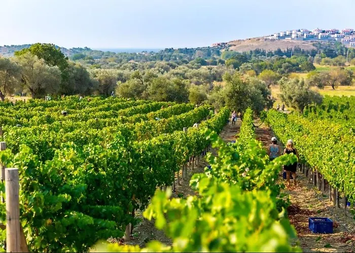 Vineyard - Over 14 Years Old Only Frühstückspension 4*